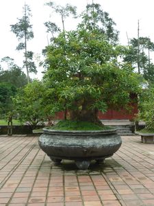 Bonsai tree at the Thien Mu Pagoda