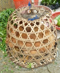 Chicken in a basket