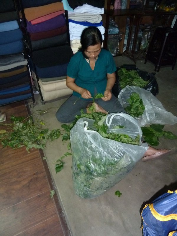 Preparing mulberry leaves for the silk worms