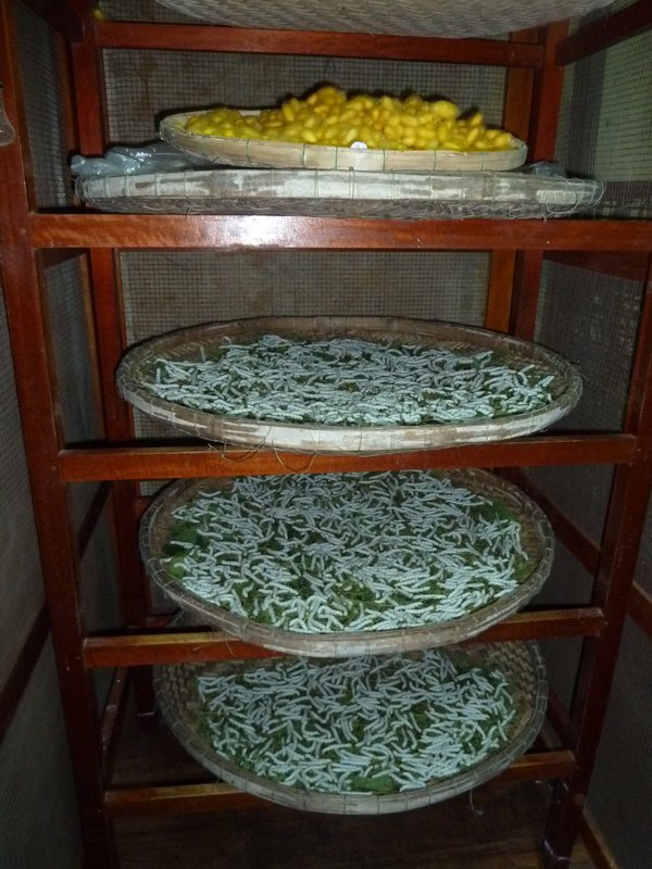 Trays of silk worms and cocoons on top shelf