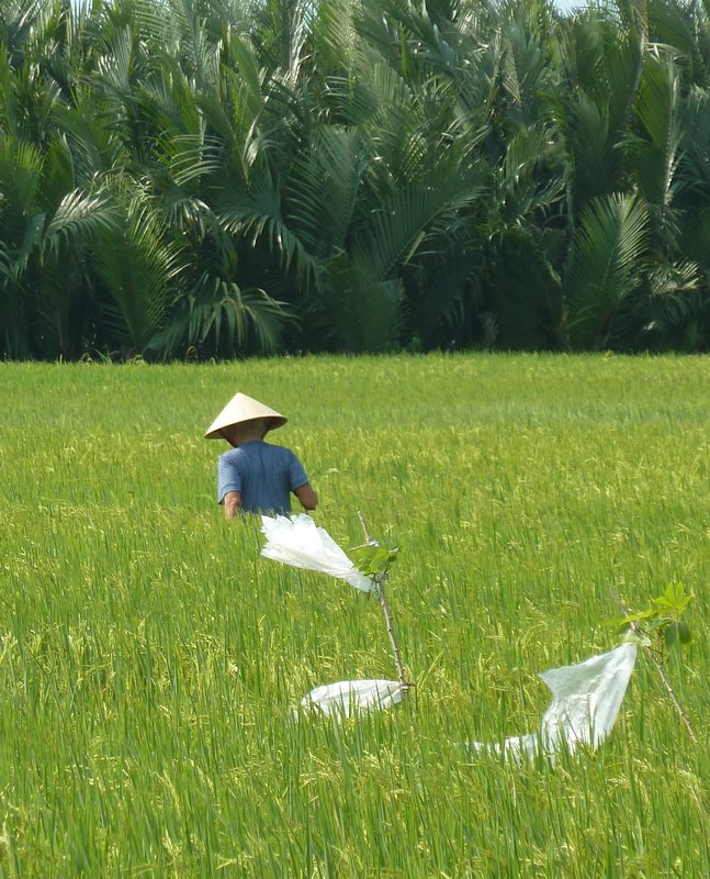 Working in the paddy fields near Hoi An