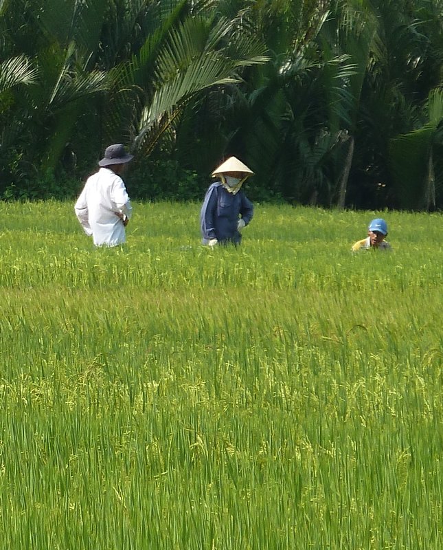 Working in the paddy fields near Hoi An