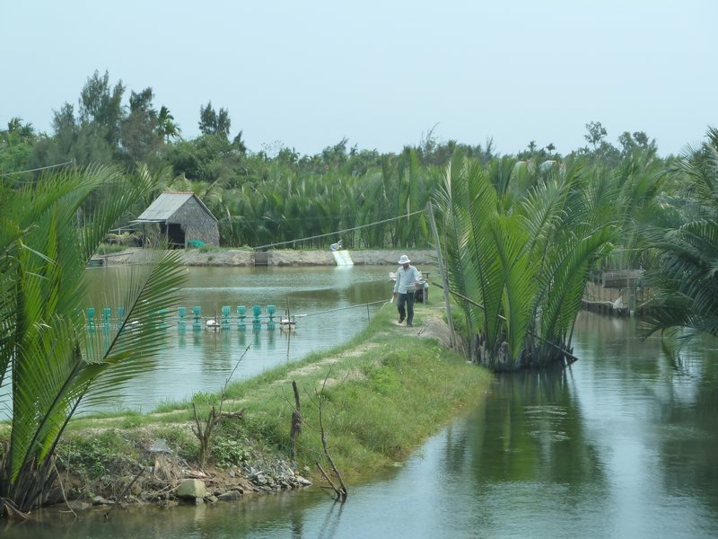 Fish farm in the countryside near Hoi An