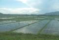 Paddy fields seen from the train