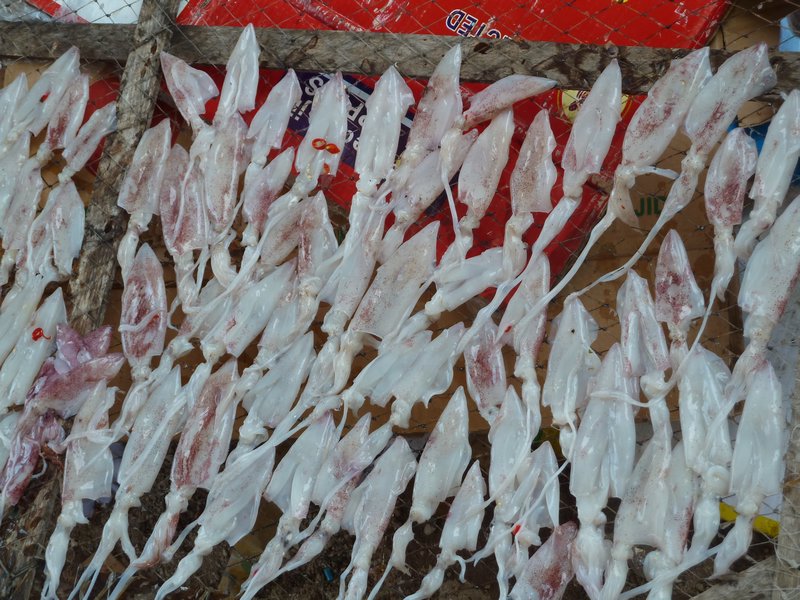 Squid laid out to dry
