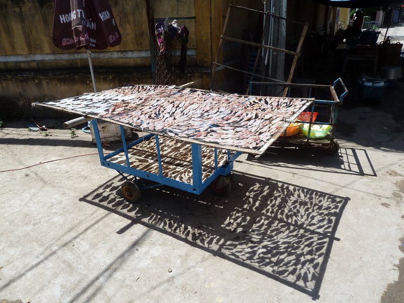 Squid drying in the sun