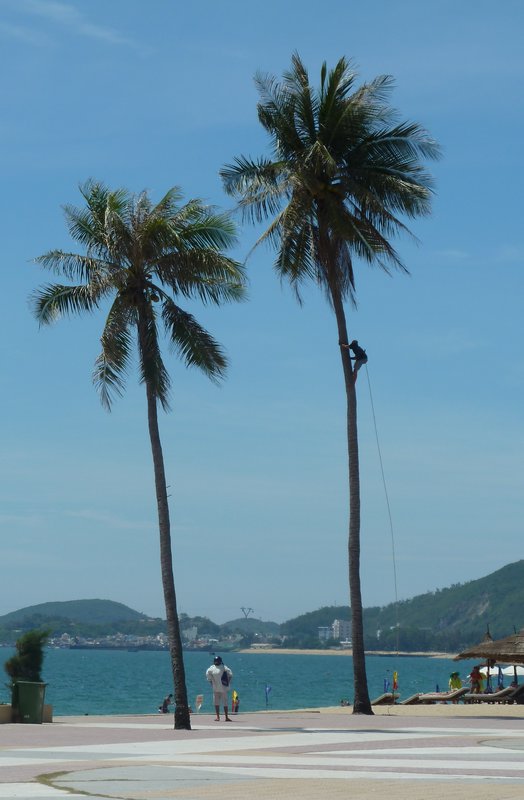 Shinnying up the coconut tree