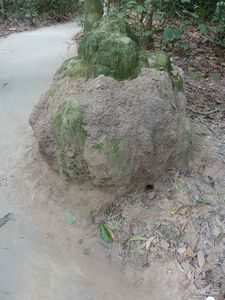 Breathing air-hole disguised by termite mound