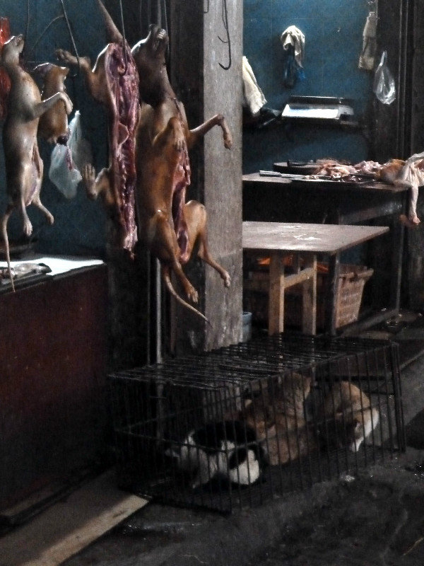 Cooked whole dogs and terrified cats in a cage
