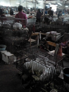 Rabbits and pigeons in cages