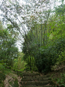 Bamboo on the path up Moon Hill