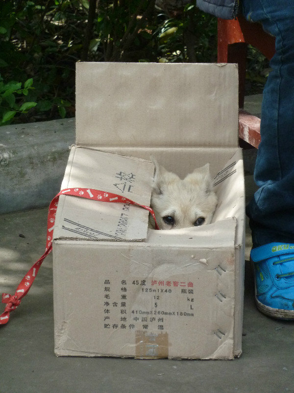 Puppy in a box - dinner time?