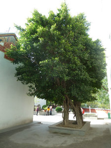 Banyan tree at the White Emperor City