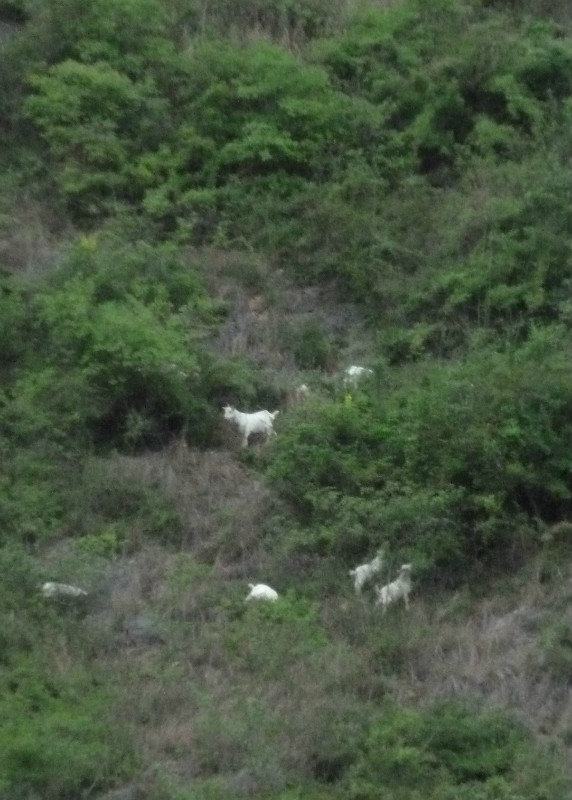 Goats on the hillside at Shennong Stream
