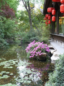 Pretty little pond, Chengdu