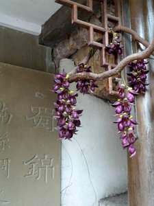 Beautiful hanging flowers, Chengdu