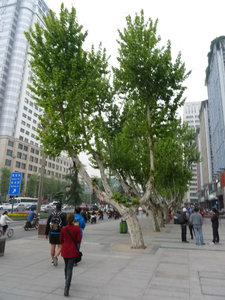 Trees surviving the pollution