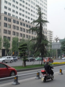 Poor trees coping with Chengdu's pollution