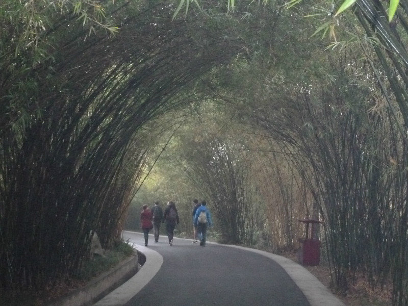 Tunnel of bamboo at the Chengdu Panda Breeding Centre