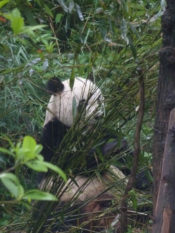 First sighting of a panda awwww