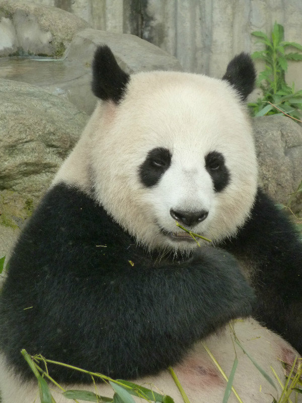 Giant panda awwww