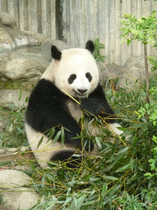Giant panda awwww