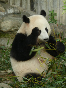 Giant panda awwww