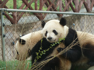 Giant pandas awwww