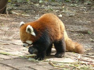 Red panda awwww