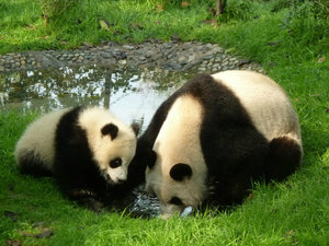 Giant pandas awwww