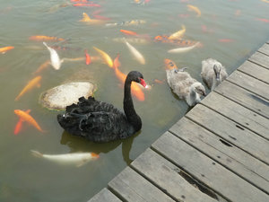 Black swan and its babies