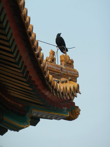 Is that actually a bird in the Forbidden City?