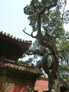 Pretty tree in the Forbidden City