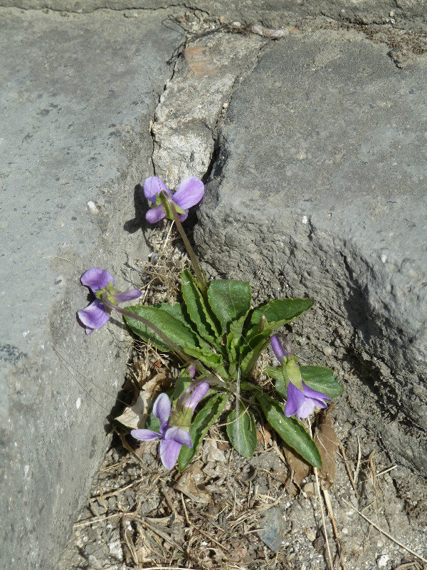Little flower surviving in the wall