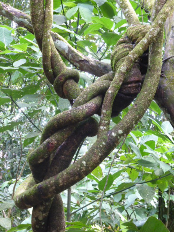 Twisted jungle tree