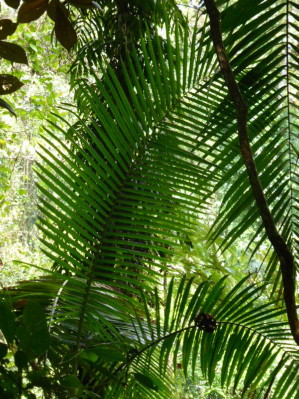 Pretty jungle fern