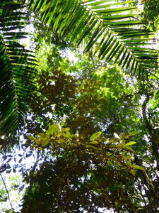 Light dappling through the jungle canopy