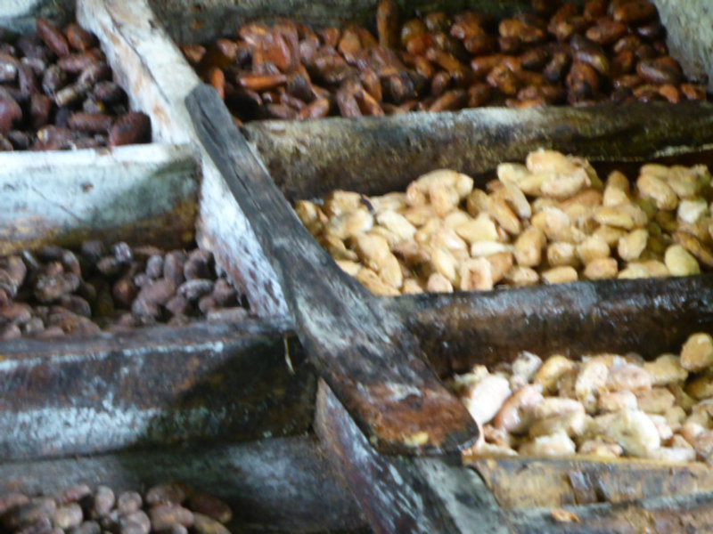 Fermenting cacao beans