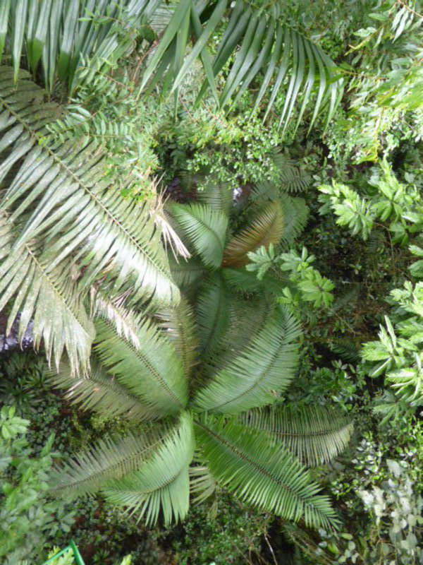 Giant ferns seen from above