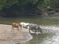 Horses drinking from the river - mind out for crocs!