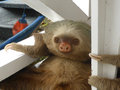 Smiling sloth