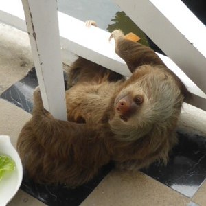 Friendly sloth who fancied a visit to a bar