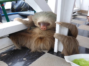 Cool dude sloth