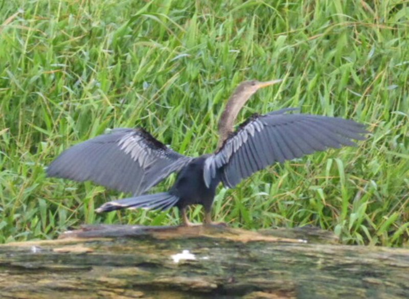 Anhinga cormorant