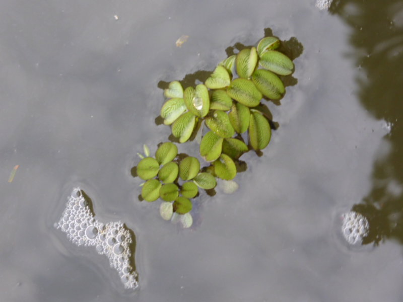 Floating aquatic plants
