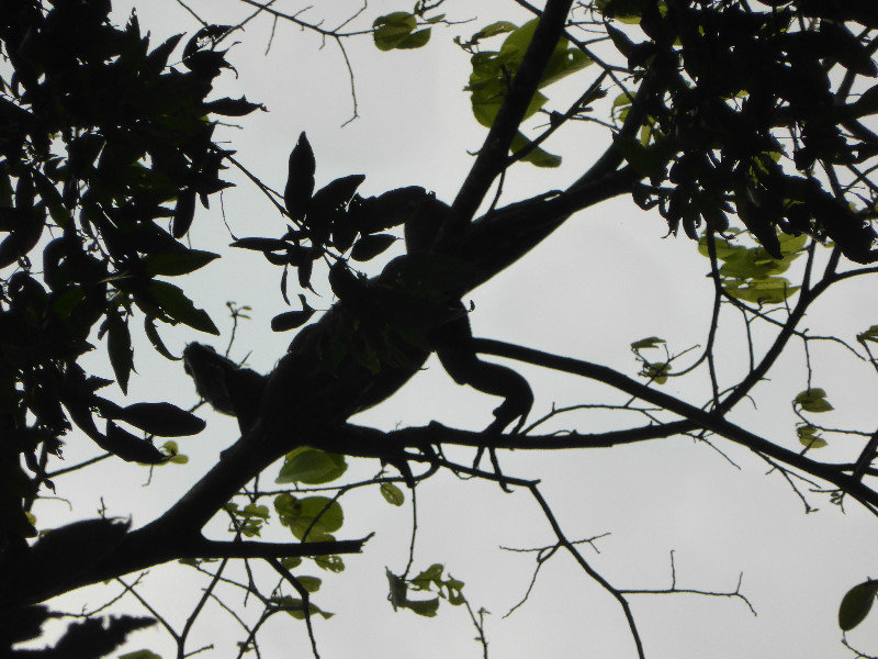 Silhouetted iguana