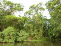 Lush jungle vegetation