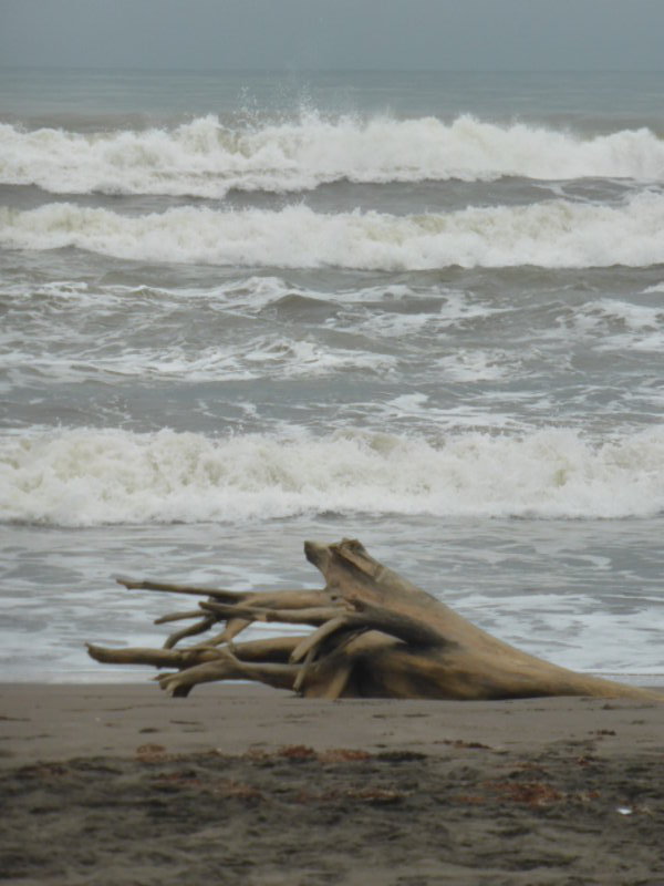 More cool driftwood