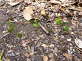 Leaf cutter ants who were leading straight to the geocache