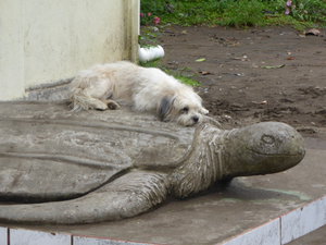 Chilling out on a turtle cos the ground was wet